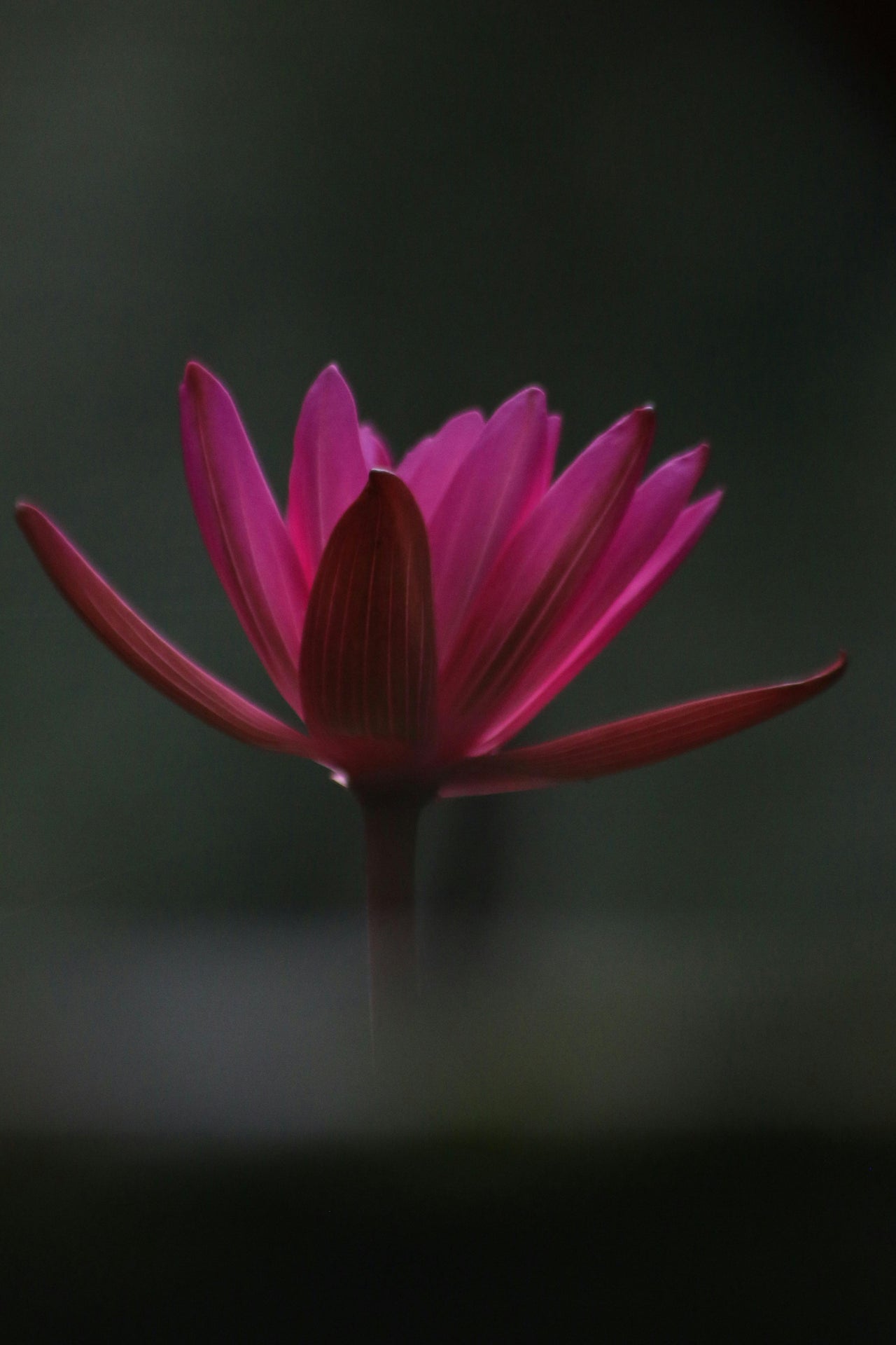 FORGIVENESS  LIBERATION MEDITATION