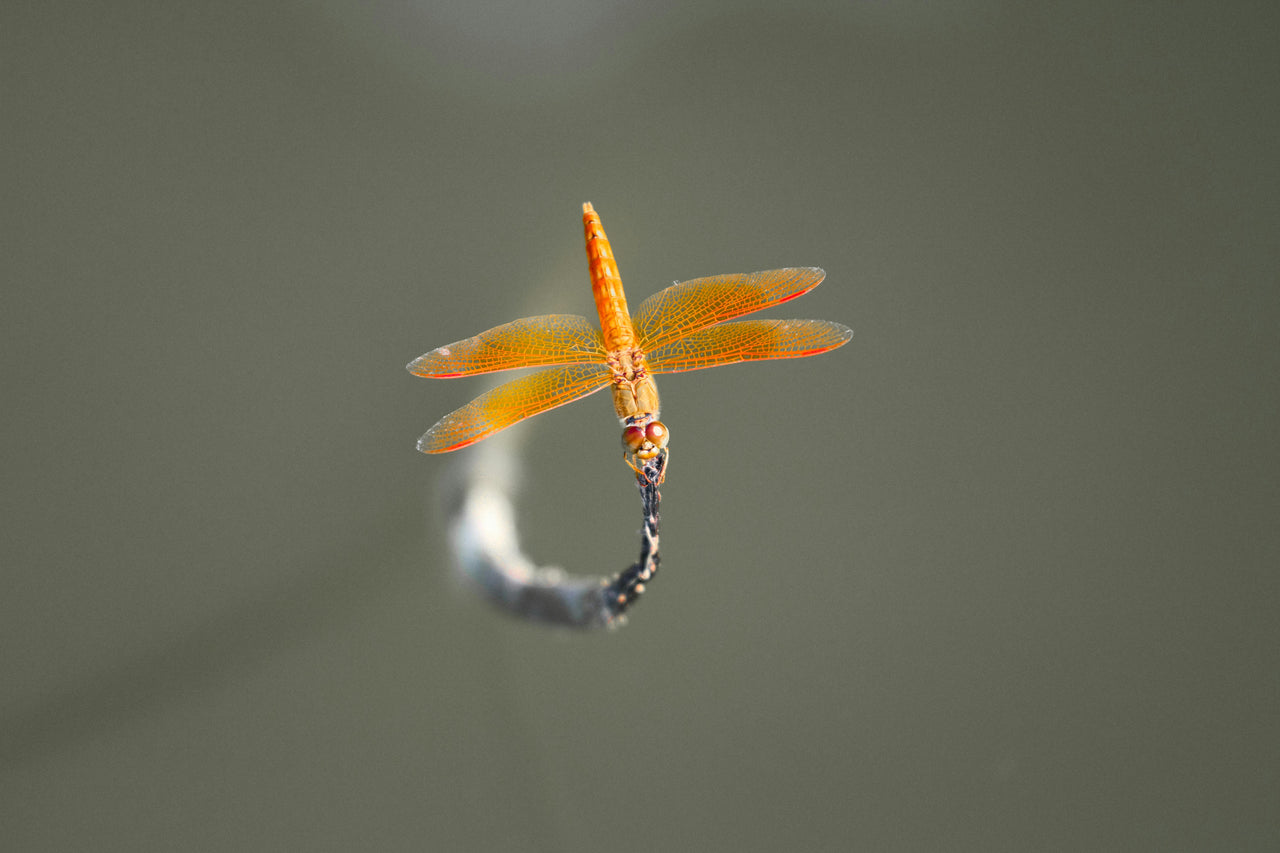 FORGIVENESS  LIBERATION MEDITATION